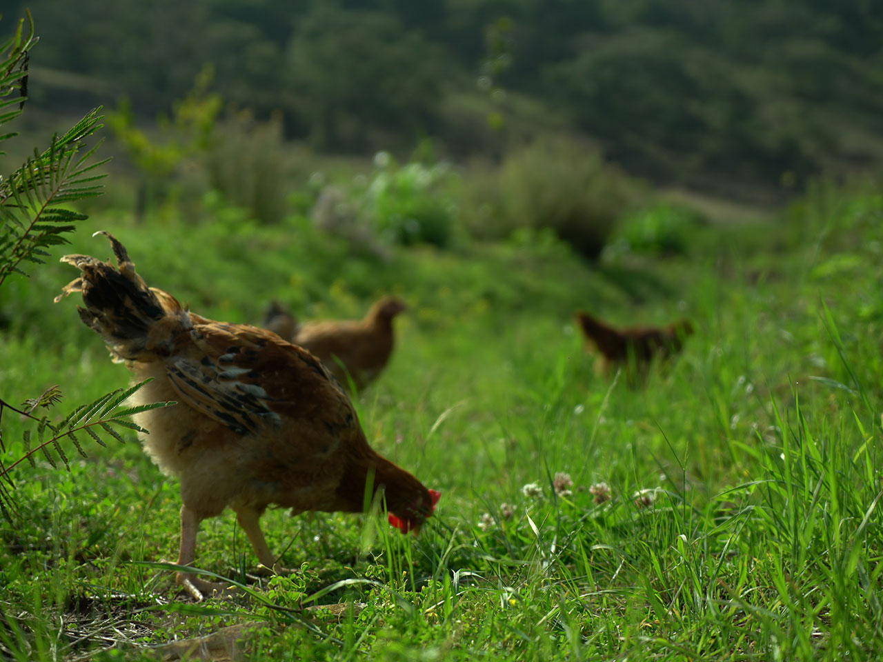 gallinas_pastoreo_libre