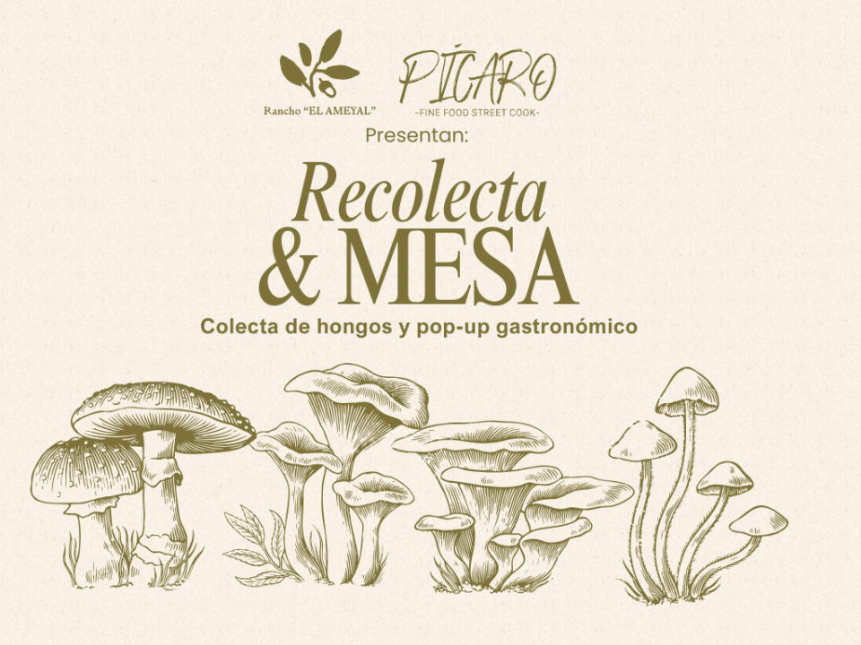 Recolecta & Mesa