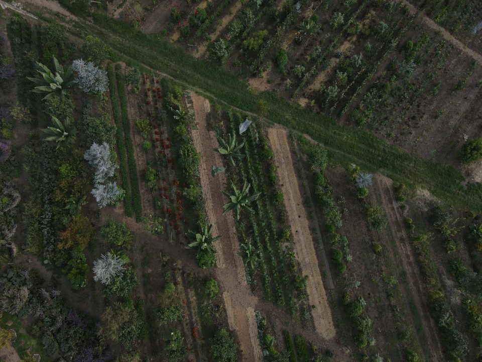 Taller Agroforestal - Imagen 5