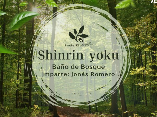 Shinrin-yoku: Baño de Bosque